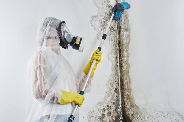Best Black Mold Remediation in Wilmington, DE