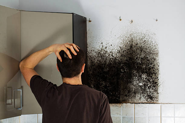 Professional Mold Remediation in Wilmington, DE